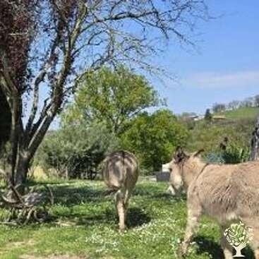 Two donkeys stand under a tree in a grassy, sunlit field with green hills, scattered flowers, and a clear blue sky in the background. Peaceful scene.