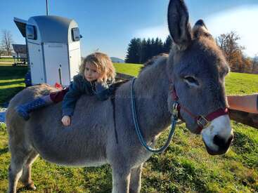 Un niño está cómodamente tumbado sobre un gran burro gris en un campo cubierto de hierba, con botas y chaqueta. El burro está tranquilo, con un ronzal de cuerda.