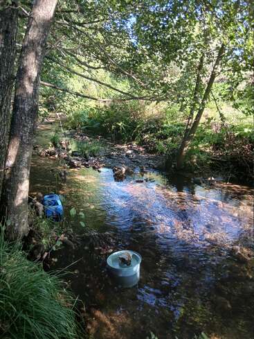 Un ruisseau paisible coule à travers une forêt verdoyante. Des seaux et un récipient bleu reposent dans l'eau peu profonde, la lumière du soleil filtrant à travers les arbres feuillus au-dessus.