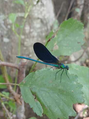 Una libélula de color azul vibrante y alas oscuras descansa sobre una hoja verde. El fondo muestra follaje difuminado y corteza de árbol, creando un entorno de bosque natural y sereno.