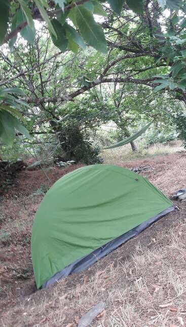Una tienda verde está instalada sobre hierba seca bajo árboles frondosos, con una hamaca colgada cerca, creando una tranquila escena de acampada en el bosque.