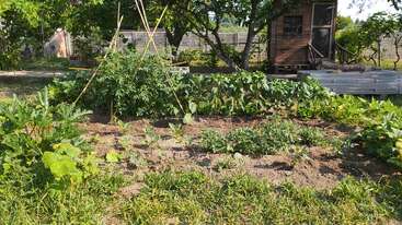 Un vibrante huerto bajo un árbol, repleto de frondosas verduras, tomateras y diversos cultivos, se encuentra junto a un pequeño cobertizo de madera a la luz del sol.