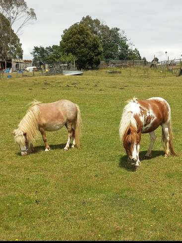 Deux poneys miniatures broutent paisiblement dans un champ vert et herbeux. Derrière eux, des arbres, des bâtiments de ferme rustiques et des clôtures créent une atmosphère de ferme rurale tranquille.