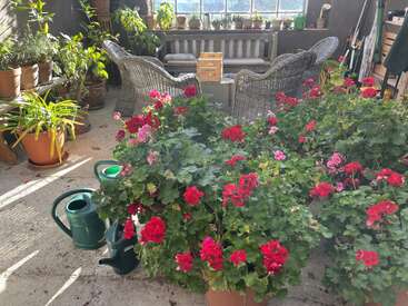 Una sala ajardinada interior bañada por la luz del sol, con numerosas plantas en macetas y flores de vivos tonos rojos y rosas. Las sillas de mimbre, el pequeño sofá, las regaderas verdes y los grandes ventanales crean un ambiente acogedor.