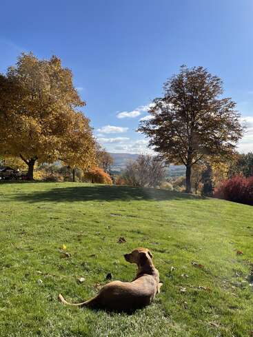Un perro marrón yace sobre la hierba verde bajo un cielo azul brillante. Los árboles otoñales, con sus hojas doradas, rodean este paisaje tranquilo y bañado por el sol. Un ambiente pintoresco, tranquilo y sereno.