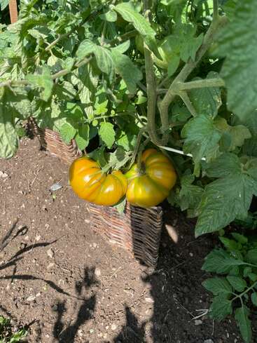 Dos tomates grandes y amarillos, a punto de madurar, crecen en una exuberante planta de tomate. La planta se encuentra en una cesta de mimbre, rodeada de tierra y frondoso follaje.