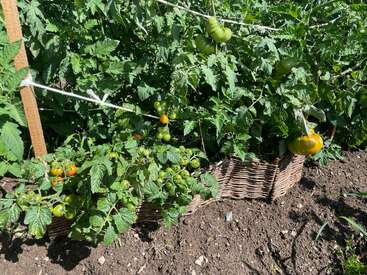 Un frondoso huerto con plantas de tomate en pleno crecimiento, algunos tomates que maduran adquiriendo tonos anaranjados y amarillos, sujetos con tutores y cuerdas en bancales elevados entrelazados.