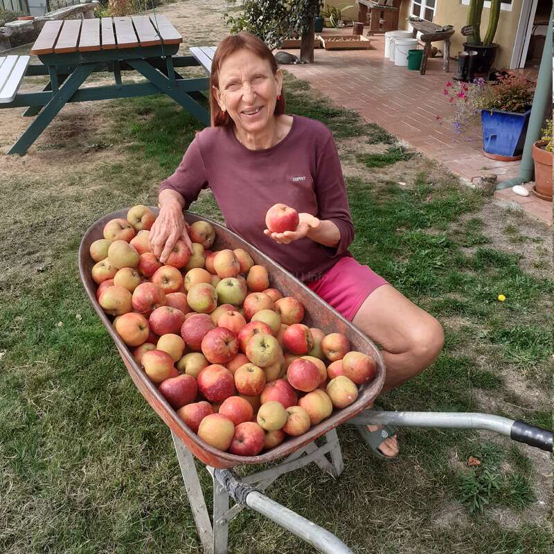 Una mujer sonriente está sentada junto a una carretilla llena de manzanas recién recogidas y sostiene una en la mano. Se encuentra al aire libre, cerca de una casa y de una mesa de picnic.