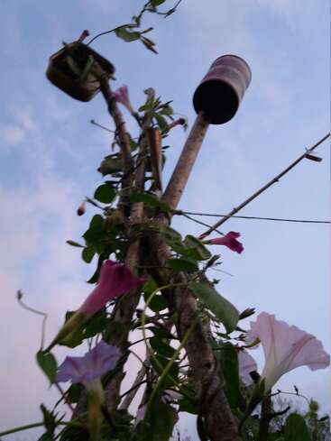Purple and pink morning glory flowers climb wooden poles, reaching upwards toward tin cans. The sky is soft blue, creating a peaceful garden atmosphere.