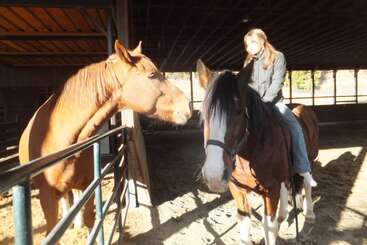Una persona monta un caballo marrón en un establo, mientras otro caballo permanece cerca, detrás de una valla, interactuando ambos a la luz del sol.