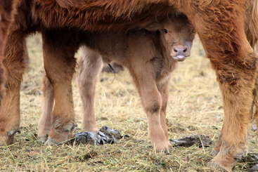 The image shows a calf standing in a field, with a body of water in the background. The calf is surrounded by green grass and trees. The overall atmosphere is peaceful and serene.