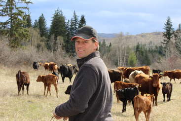 The image depicts a serene scene of a herd of cattle grazing in a field, with a few trees and a body of water visible in the background, evoking a sense of tranquility.