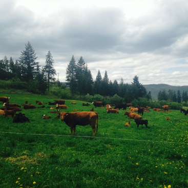 The image depicts a serene landscape featuring a herd of cows grazing in a lush green field, surrounded by trees and a cloudy sky.