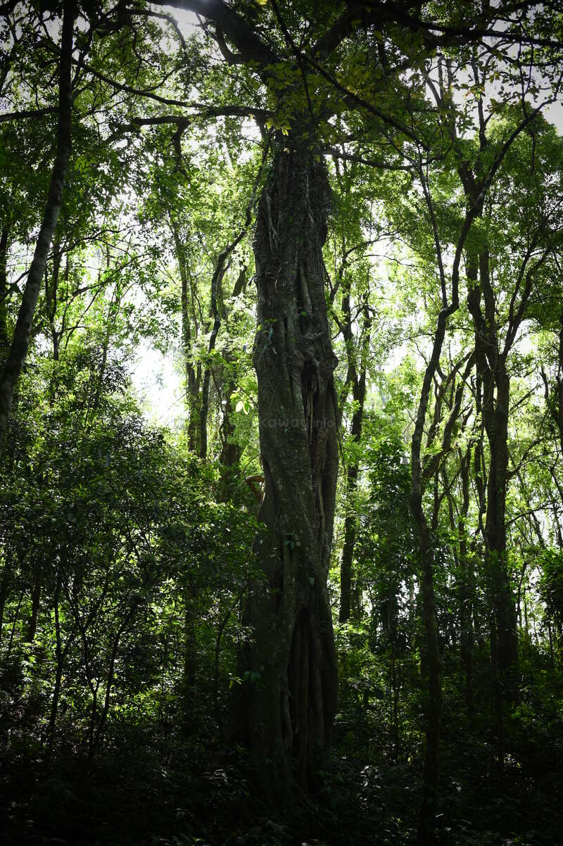 Das Bild zeigt einen dichten Wald mit einem markanten Baumstamm in der Mitte, umgeben von üppigem Grün und lebendigem Laub, das in Sonnenlicht getaucht ist.