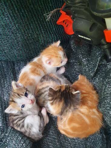 Quatro gatinhos adoráveis, a maioria laranja e branca, com um malhado, aconchegam-se juntos numa superfície verde-escura texturizada ao lado de um equipamento de jardim. Inocentes e aconchegados.