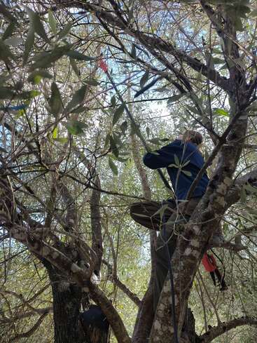 Una persona está trepando y trabajando en un árbol, rodeada de ramas y hojas, mientras utiliza una herramienta que parece ser una sierra de pértiga para podar.