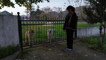 A imagem mostra uma pessoa em pé ao lado de uma cerca, olhando para dois cães do outro lado, com uma paisagem serena de árvores e montanhas ao fundo.