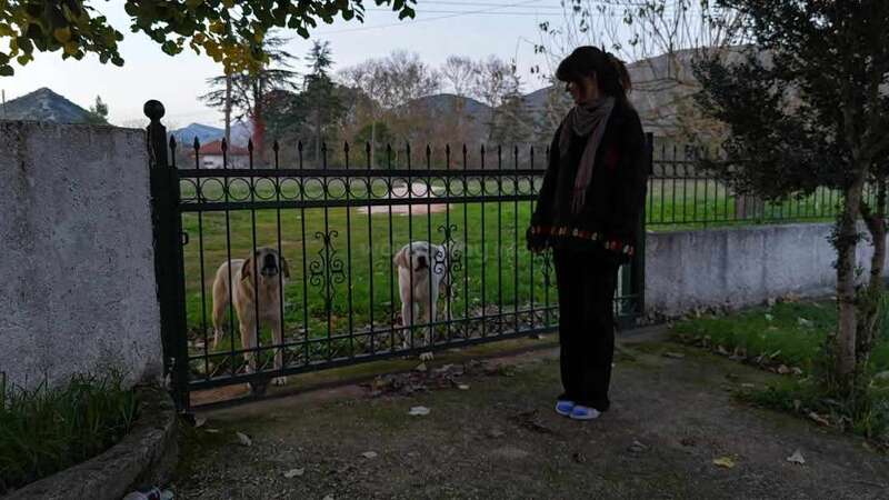 La imagen representa a una persona de pie junto a una valla, mirando a dos perros al otro lado, con un sereno paisaje de árboles y montañas al fondo.