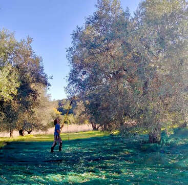 Uma pessoa está embaixo de uma grande oliveira, usando uma vara longa para colher azeitonas. Redes verdes cobrem o chão, cercadas por mais árvores e céu azul.