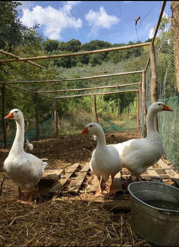 Três gansos brancos estão sobre paletes de madeira dentro de um cercado ao ar livre cercado por vegetação. Um balde de água de metal fica no primeiro plano coberto de palha. Céu azul acima.
