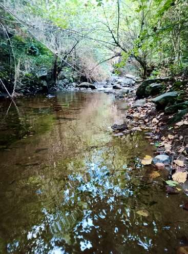 Um riacho de floresta sereno e raso flui suavemente, refletindo as árvores verdes e frondosas. Pedras e folhas caídas se alinham nas margens, criando uma cena pacífica, natural e tranquila.
