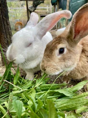 Dois coelhos adoráveis, um branco e um marrom, estão mastigando plantas de folhas verdes frescas juntos dentro de seu aconchegante recinto ao ar livre, desfrutando de uma refeição tranquila.