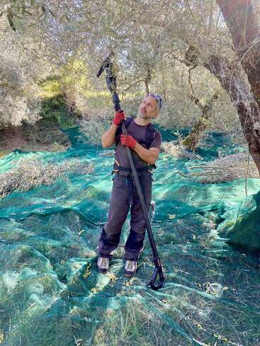 Um homem usando luvas usa uma ferramenta de cabo longo para colher azeitonas de uma árvore. Redes verdes são estendidas no chão para pegar as azeitonas que caem.