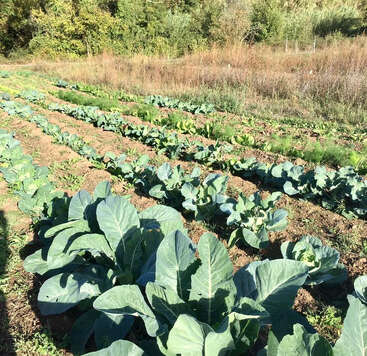 Fileiras de vegetais de folhas verdes crescem em um jardim iluminado pelo sol, cercado por gramíneas selvagens e árvores. O solo parece saudável, sustentando abundantemente as colheitas prósperas.