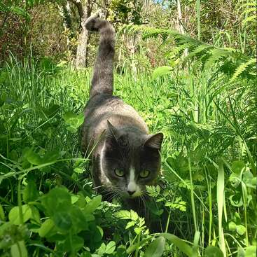 A gray and white cat with striking green eyes prowls through lush, sunlit grass and ferns, blending with the vibrant greenery of a peaceful garden.