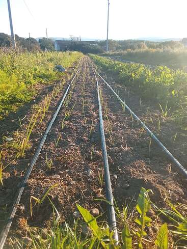 This image shows a sunlit vegetable garden with newly sprouted plants, irrigation pipes, green foliage on both sides, and a house in the distant background.