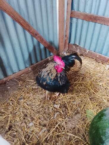 A rooster with vibrant red comb stands on straw-covered ground inside a wooden and metal shed. Part of a green watermelon is visible in the corner.