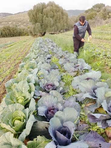 A person is tending to rows of green and purple cabbages in a lush vegetable garden, surrounded by trees and distant hills on a cloudy day.