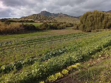 A lush green field with rows of crops, surrounded by trees. Mountains rise in the background under a cloudy sky, creating a serene rural landscape.