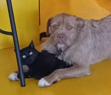 A scruffy brown dog and a black cat are lying closely together on a yellow floor, appearing relaxed and comfortable in each other's company near furniture.