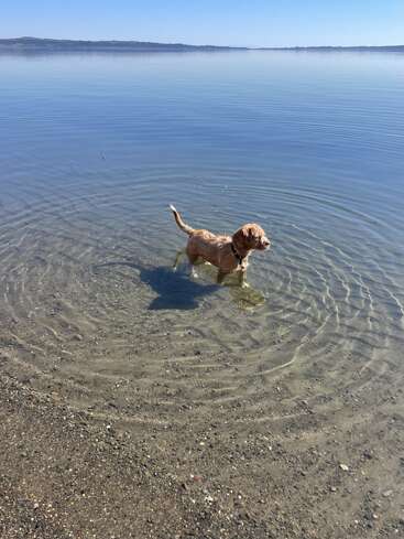 A happy brown dog stands in shallow, clear water at the edge of a calm lake on a sunny day, surrounded by gentle ripples and tranquility.
