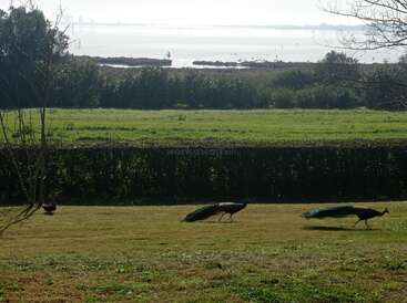Trois paons marchent gracieusement sur une pelouse verdoyante, bordée de haies, avec en arrière-plan une verdure luxuriante et une étendue d'eau calme.