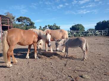 Deux chevaux marron clair et un âne gris mangent du foin ensemble dans un enclos extérieur, avec des arbres, une clôture et un ciel bleu en arrière-plan.