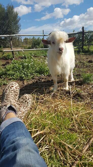 A fluffy white goat stands in a sunny, grassy field. A person’s legs in jeans and leopard-print shoes rest in the foreground. Blue sky above.
