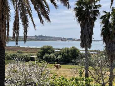 Palm trees frame a serene landscape with horses grazing in a sunny green field by the water, distant city skyline visible under a clear blue sky.