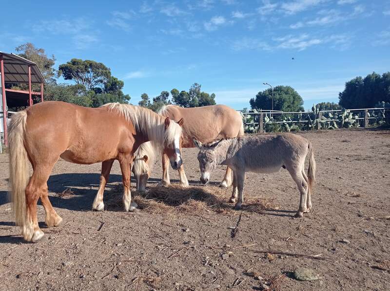 Deux chevaux marron clair et un âne gris mangent du foin ensemble dans un enclos extérieur, avec des arbres, une clôture et un ciel bleu en arrière-plan.