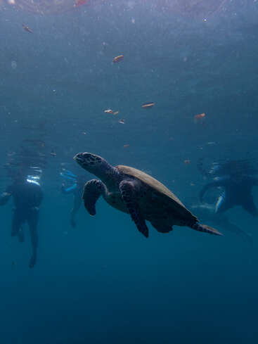 An underwater scene shows a sea turtle swimming gracefully, surrounded by small fish and snorkelers in the background, highlighting a peaceful marine environment.