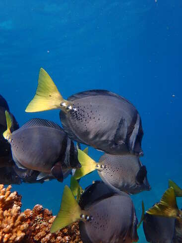 A school of dark, round fish with yellow tails swims gracefully above a coral reef in clear blue ocean water, creating a vibrant underwater scene.