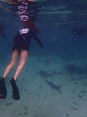 A person wearing fins and a wetsuit is snorkeling underwater, approaching a small shark resting on the sandy ocean floor, with coral and clear blue water.