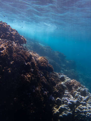 Sunlight filters through clear blue ocean water, illuminating vibrant coral reefs and casting shadows below. Small fish swim above the textured, colorful underwater landscape, creating tranquility.