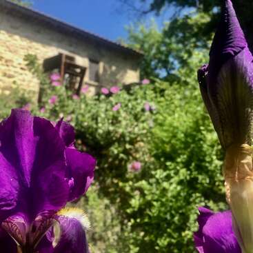 Das Bild zeigt eine leuchtend violette Irisblüte im Vordergrund vor einem unscharfen Hintergrund aus üppigem Grün und einem hellbraunen Steingebäude mit einem Fenster und einer Tür.