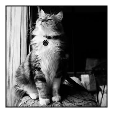 The image is a black-and-white photograph of a long-haired cat sitting on a windowsill, gazing upwards with a collar and tag around its neck.