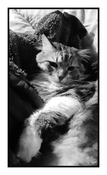The image is a black and white photograph of a cat lying on a blanket, with the cat\'s face and paws prominently featured.