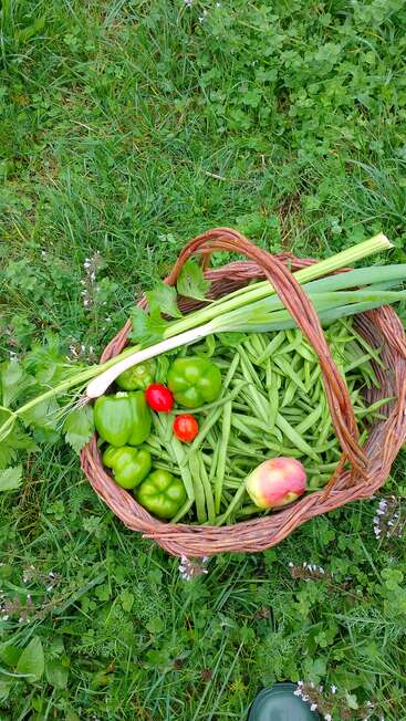 A woven basket filled with fresh green beans, bell peppers, tomatoes, celery, onions, and an apple sits on green grass, showcasing a vibrant garden harvest.