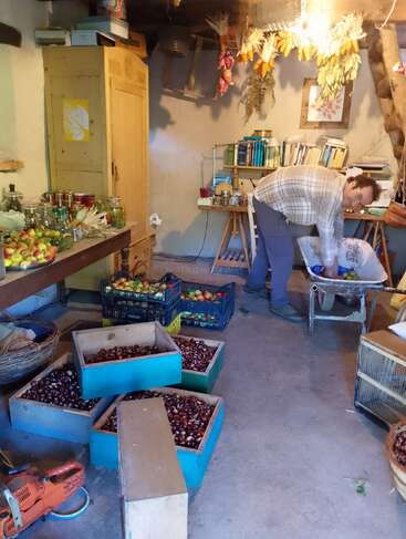 A person works in a rustic room filled with crates of chestnuts, apples, preserves, books, and hanging dried herbs and vegetables. Cozy, harvest atmosphere.