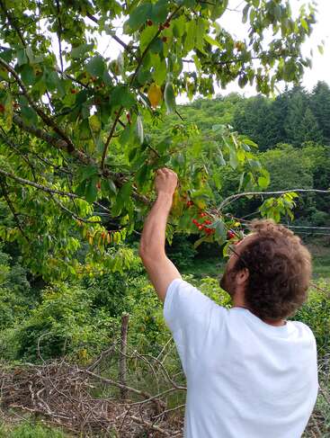 A man in a white shirt is picking red berries from a tree in a lush, green forested area on a bright, sunny day outdoors.